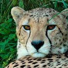 Gepard 