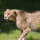 Gepard