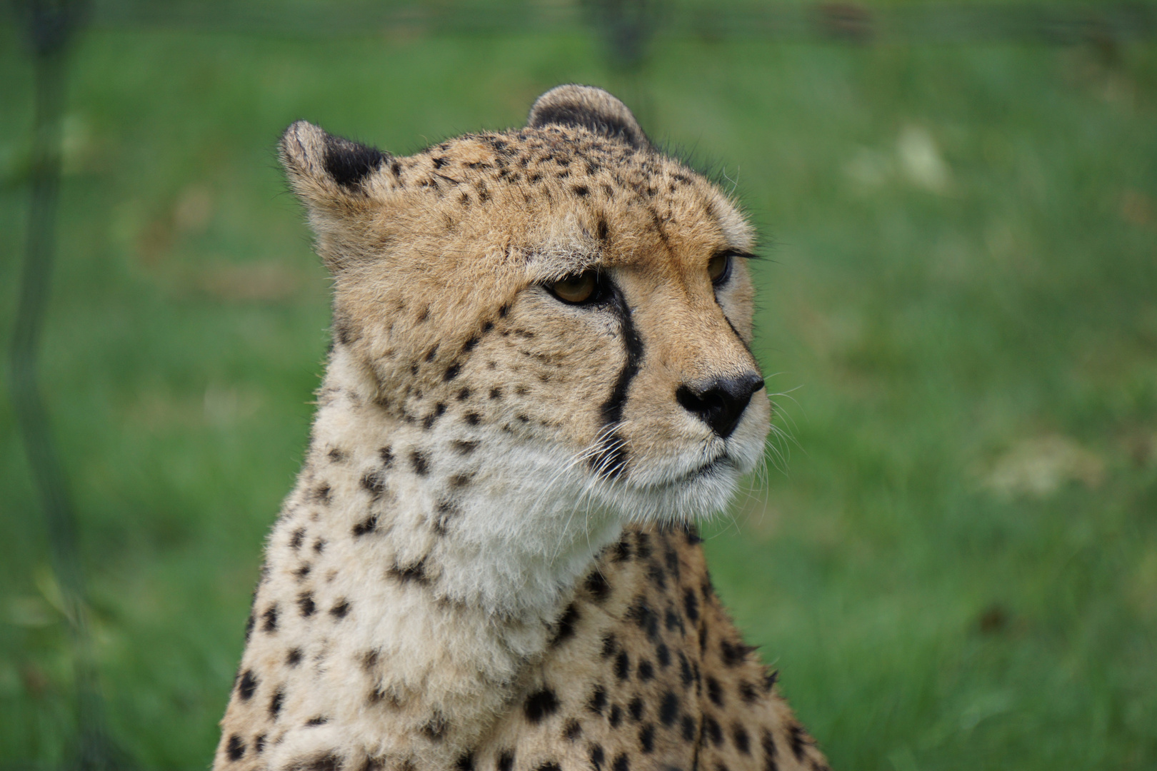 Gepard