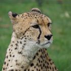 Gepard