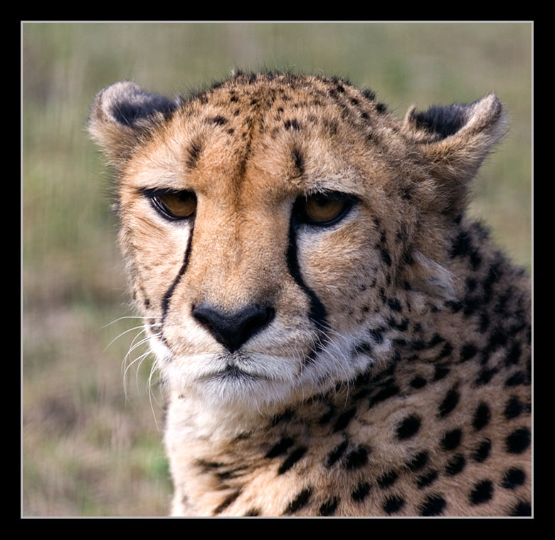 Gepard