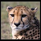 Gepard