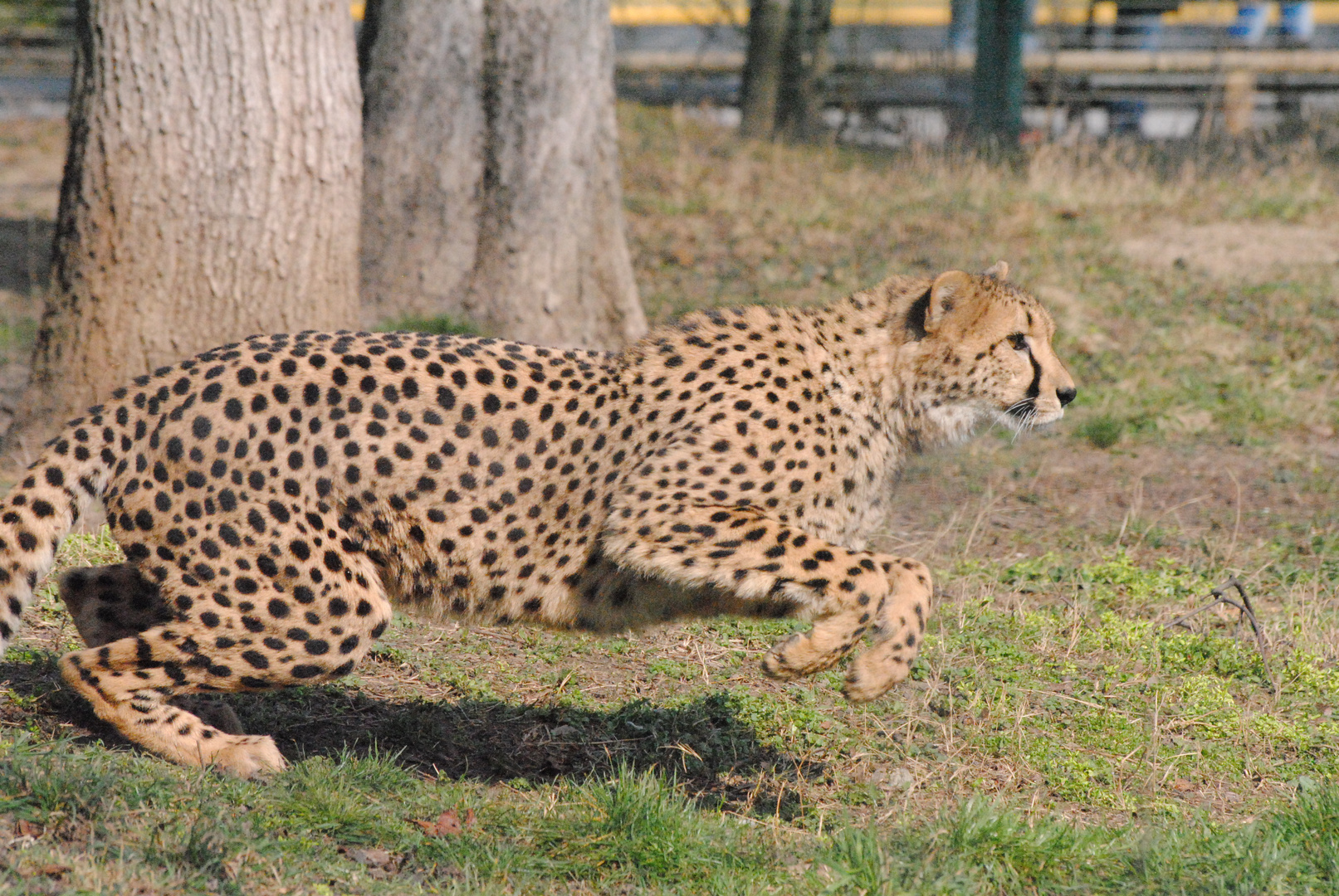 Gepard