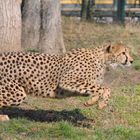 Gepard