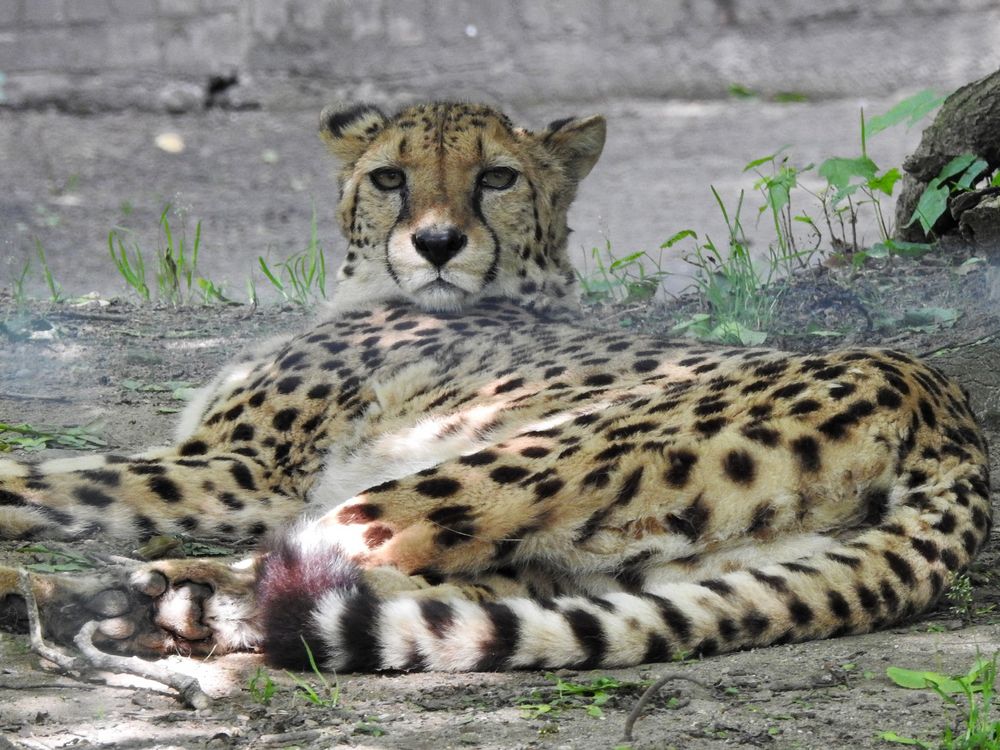 Gepard