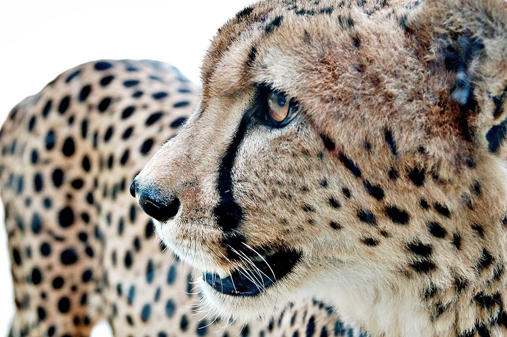 Gepard