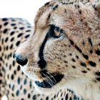 Gepard