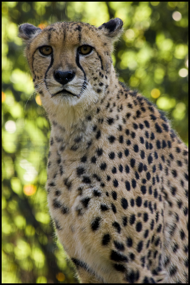 Gepard