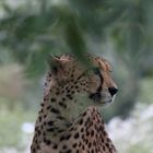 Gepard