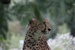 Gepard