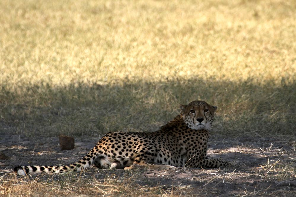 Gepard