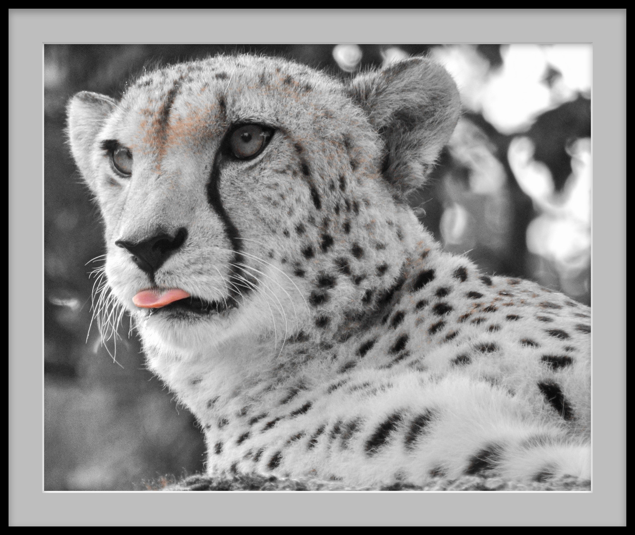 Gepard