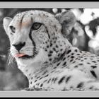 Gepard