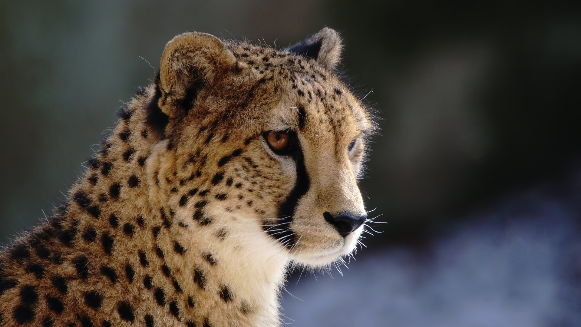 Gepard