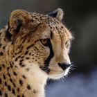 Gepard