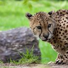 Gepard