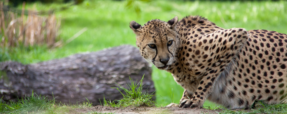 Gepard