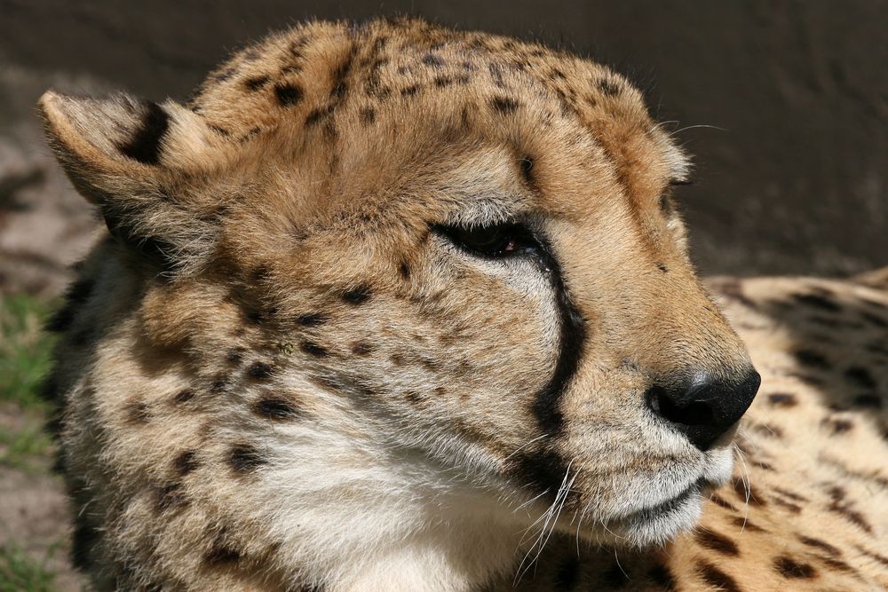 Gepard