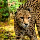 Gepard 