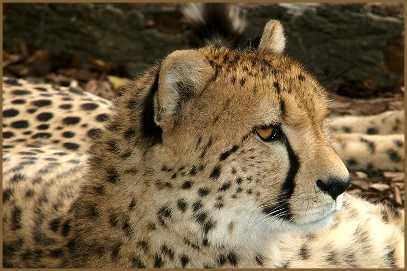 Gepard