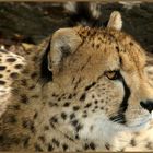 Gepard