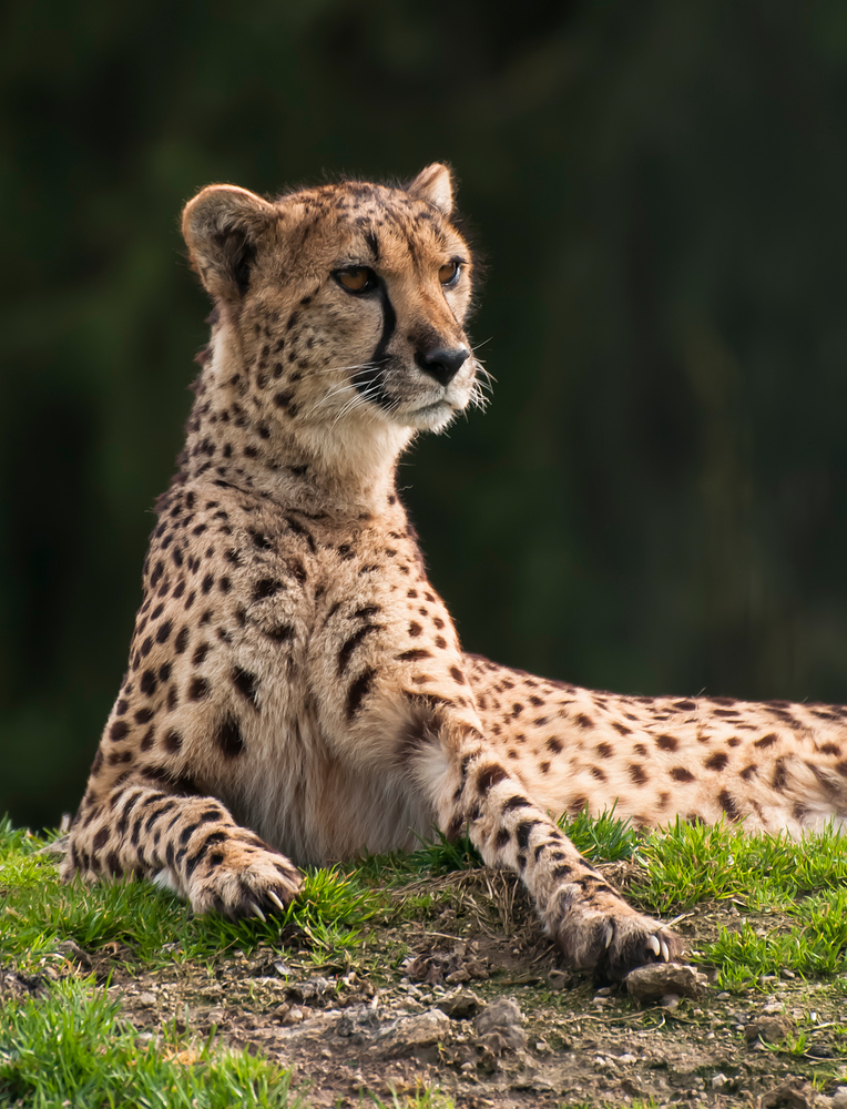 Gepard