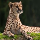 Gepard