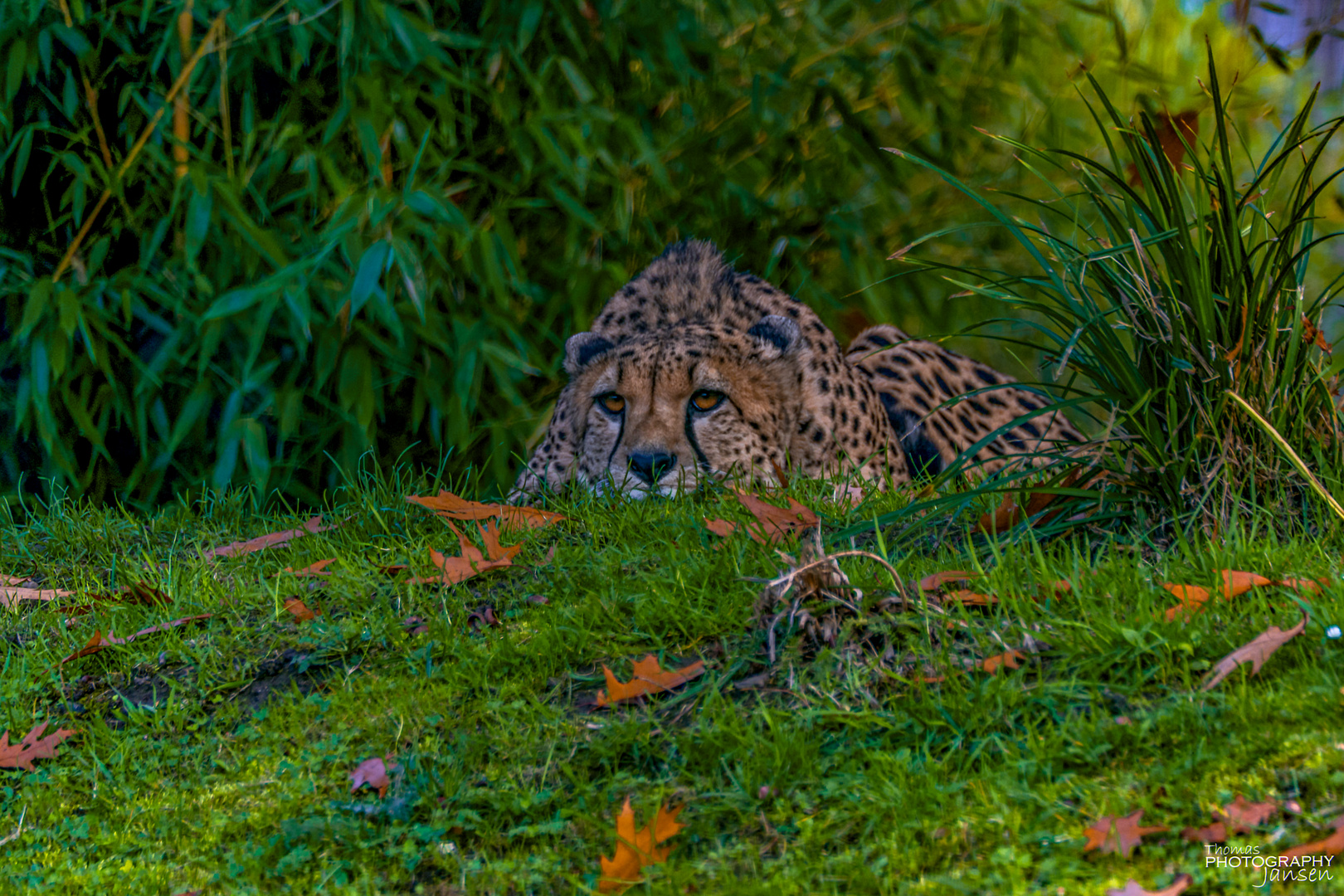 Gepard Aachener Tierpark