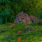 Gepard Aachener Tierpark