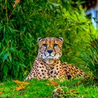 Gepard Aachener Tierpark 2