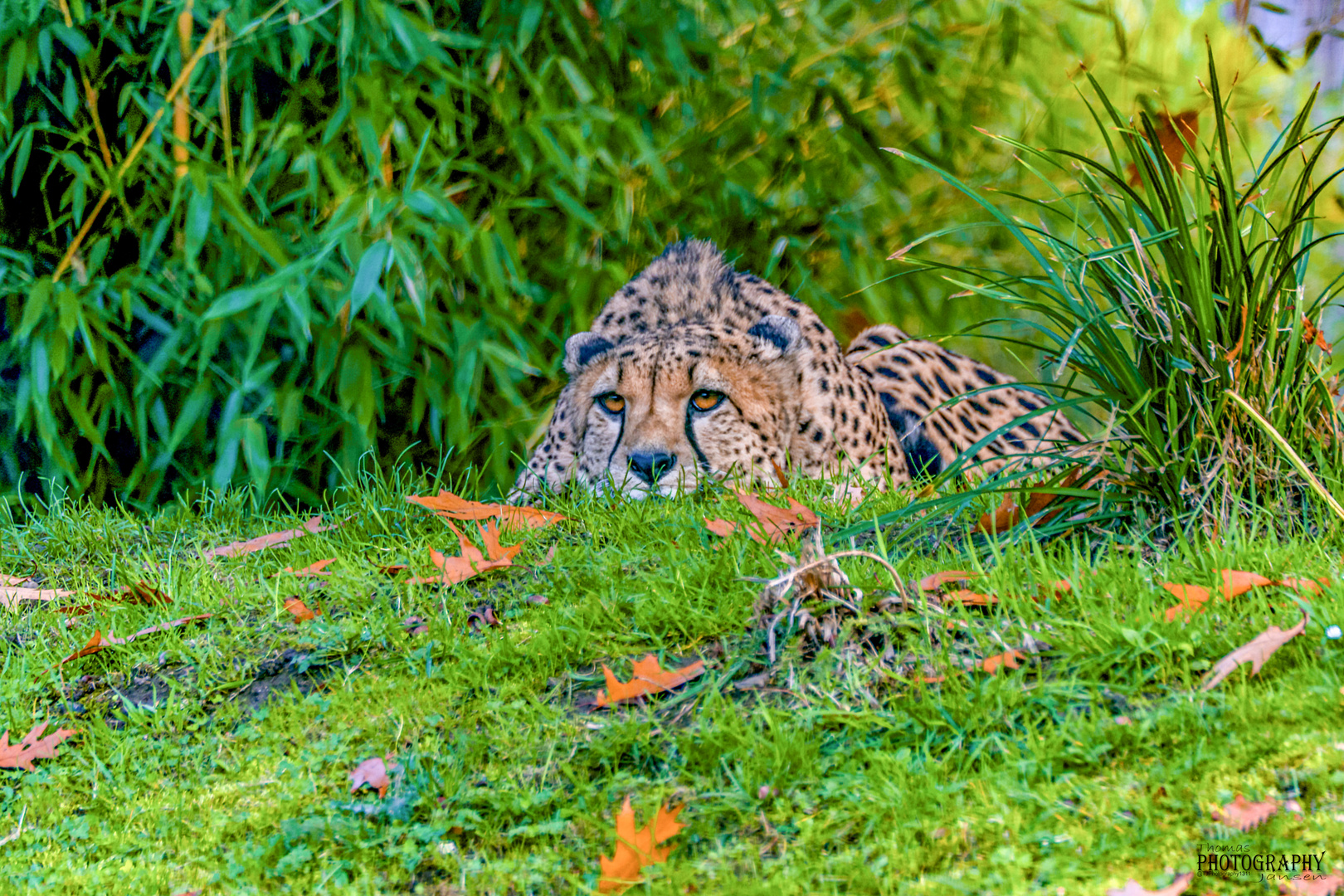 Gepard Aachener Tierpark-Bearbeitet