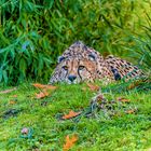 Gepard Aachener Tierpark-Bearbeitet