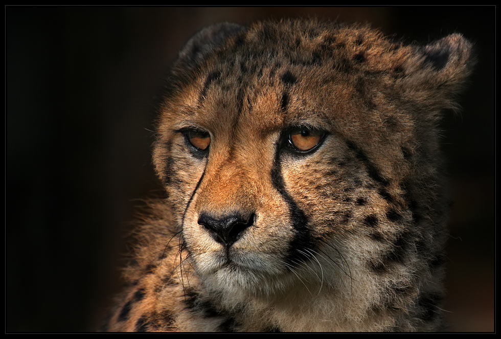 Gepard...