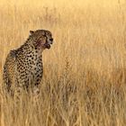 Gepard  (Acinonyx jubatus)  -2-