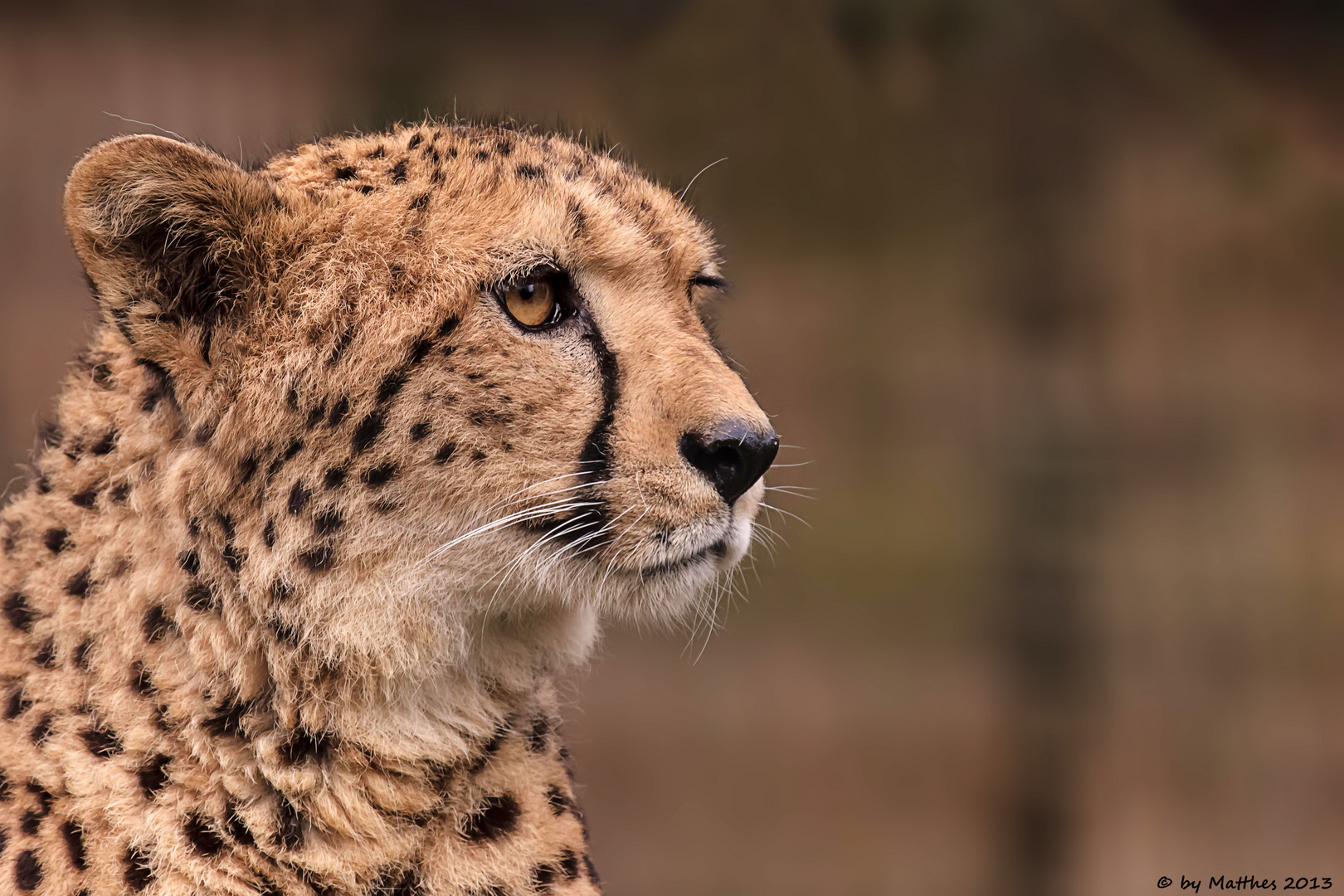 Gepard (Acinonyx jubatus)