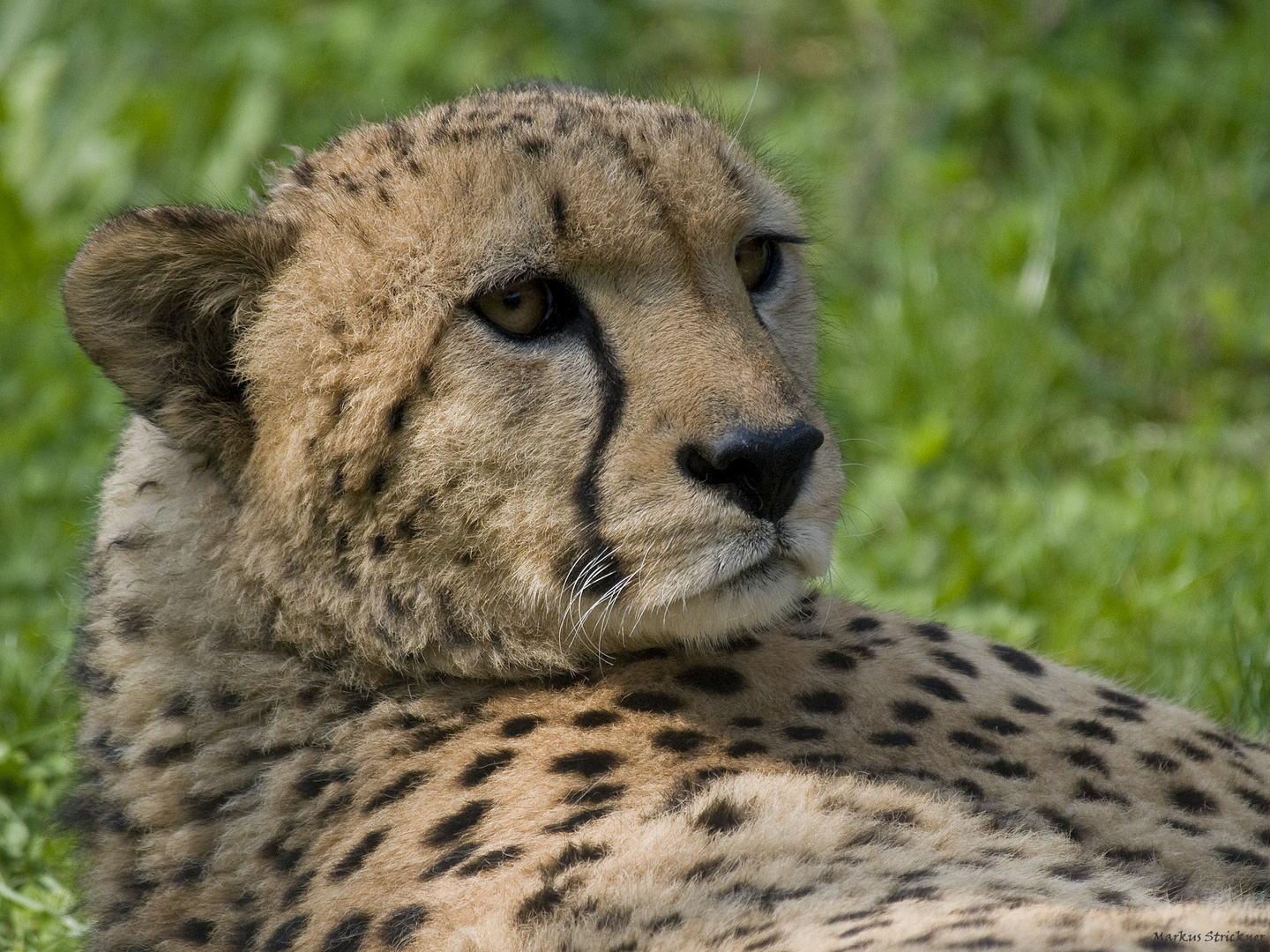 Gepard (Acinonyx jubatus)