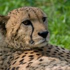 Gepard (Acinonyx jubatus)