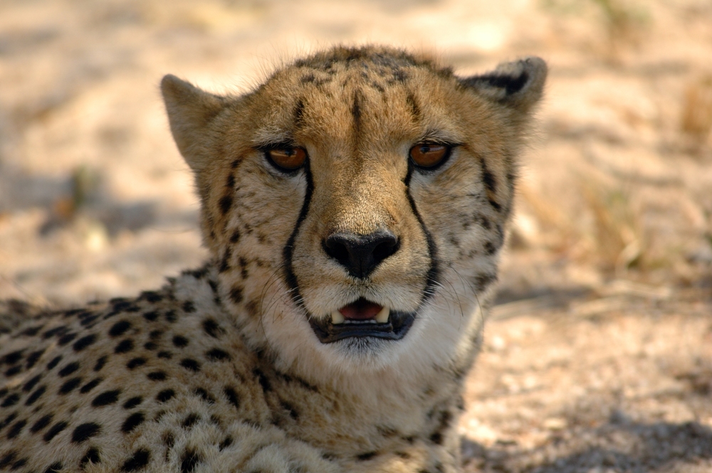 Gepard (Acinonyx jubatus)