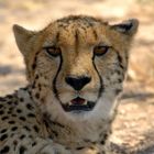 Gepard (Acinonyx jubatus)