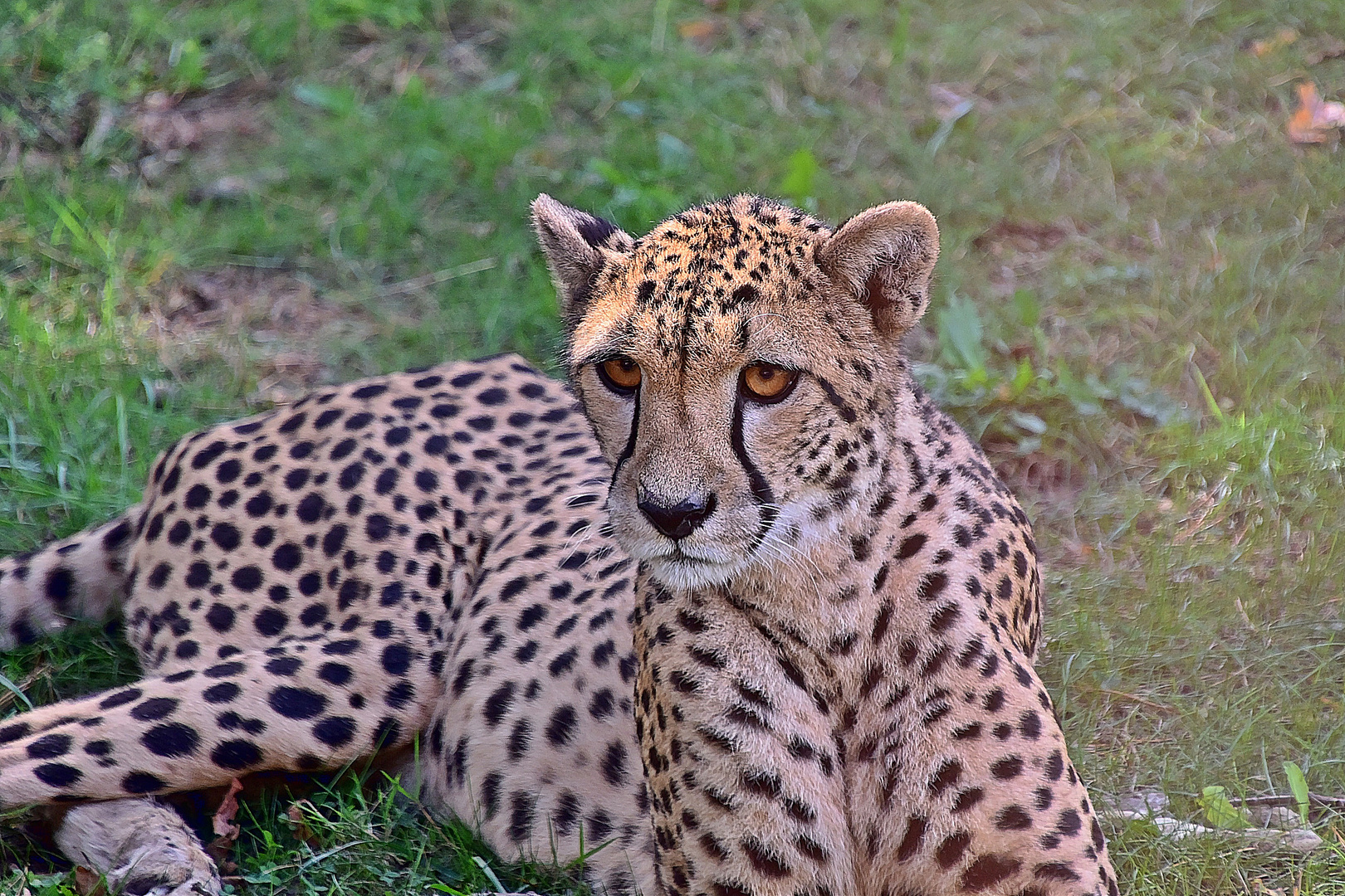 Gepard (Acinonyx jubatus)