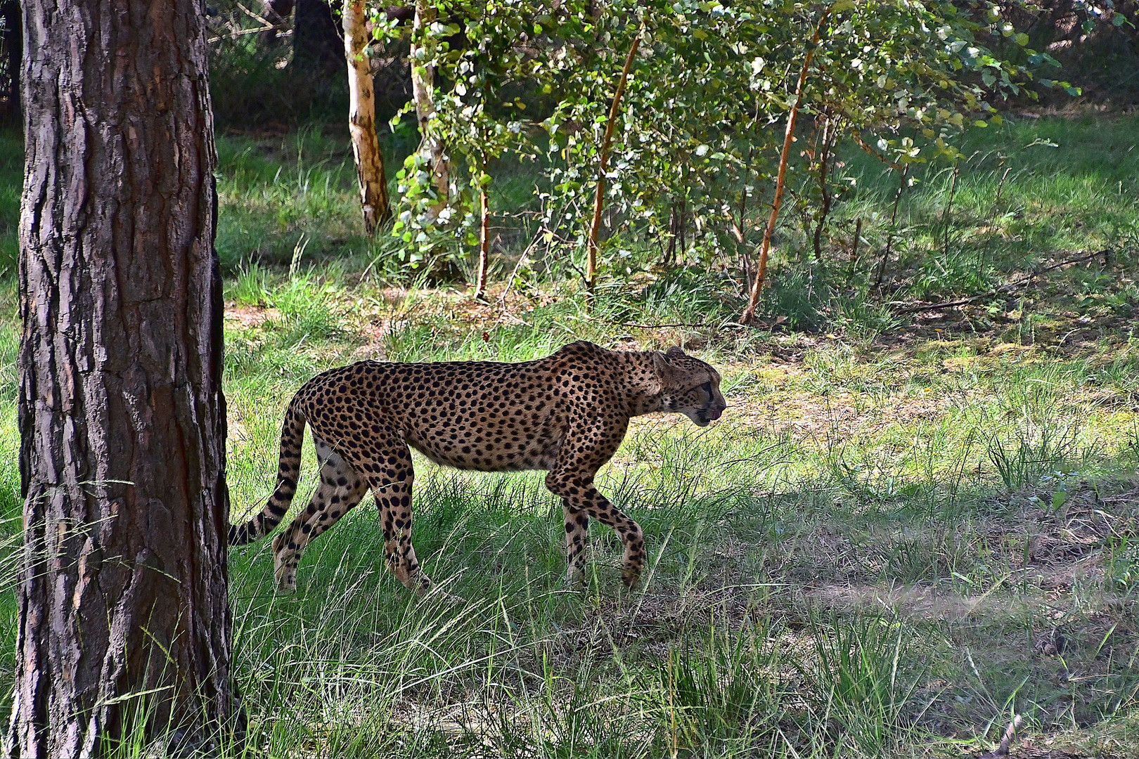 Gepard (Acinonyx jubatus)