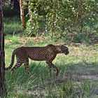 Gepard (Acinonyx jubatus)