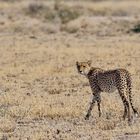 Gepard (Acinonyx jubatus)