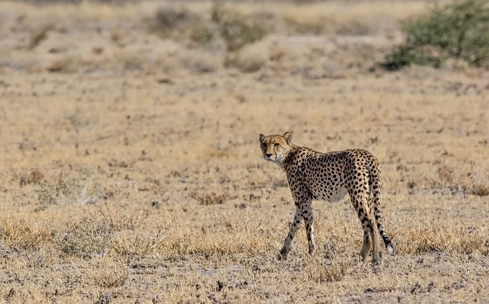 Gepard (Acinonyx jubatus)