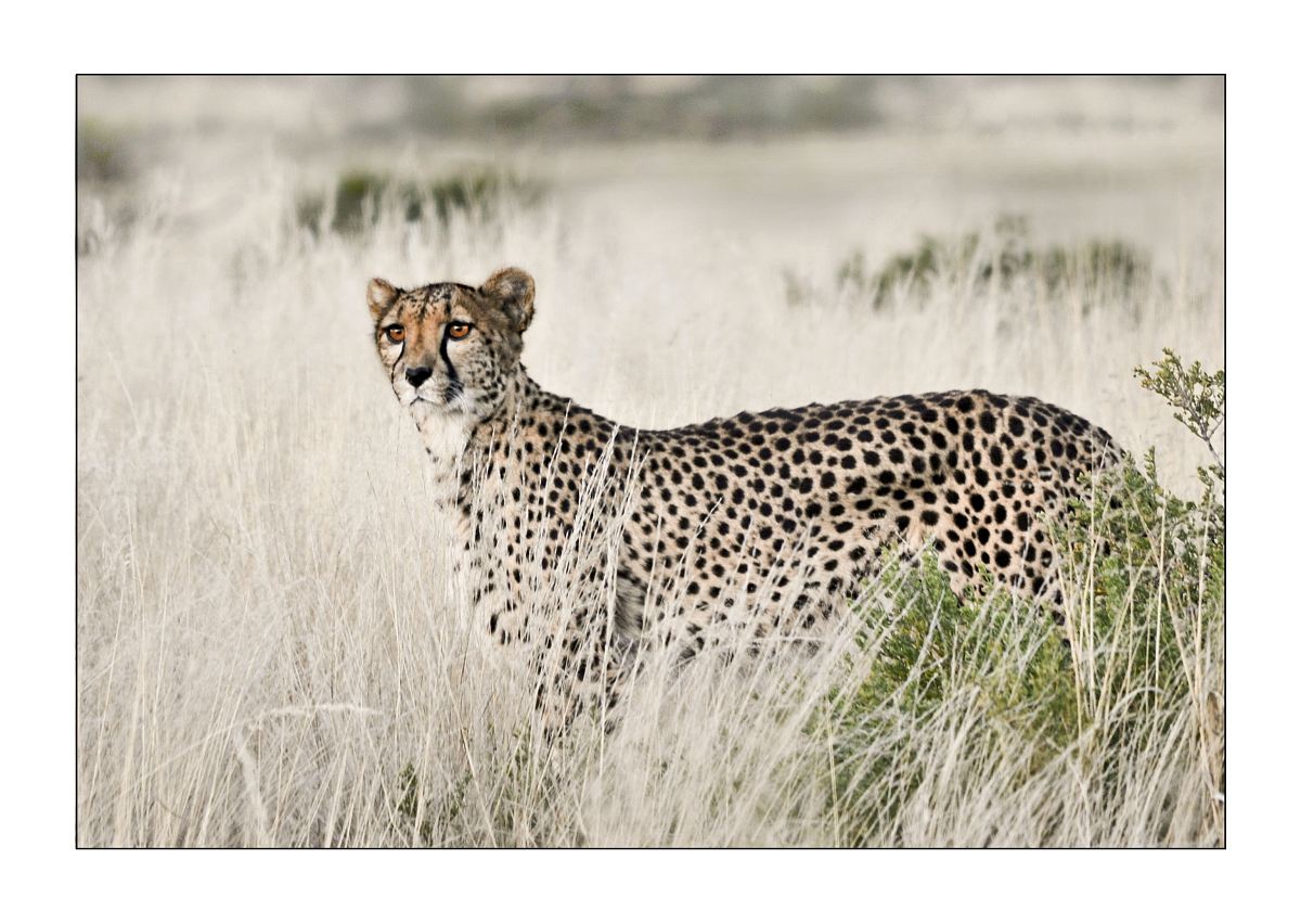 Gepard (Acinonyx jubatus)