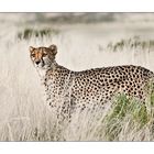 Gepard (Acinonyx jubatus)