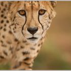 Gepard (Acinonyx jubatus)