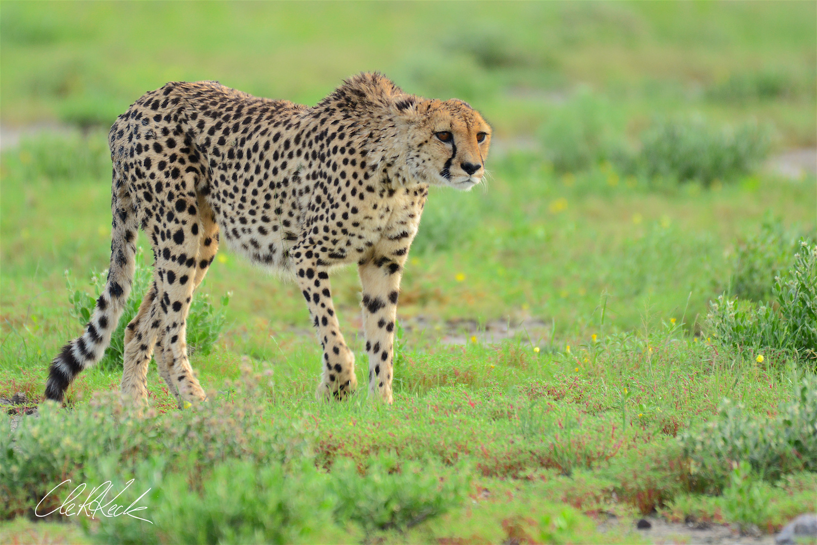 Gepard (Acinonyx jubatus)