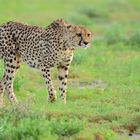 Gepard (Acinonyx jubatus)