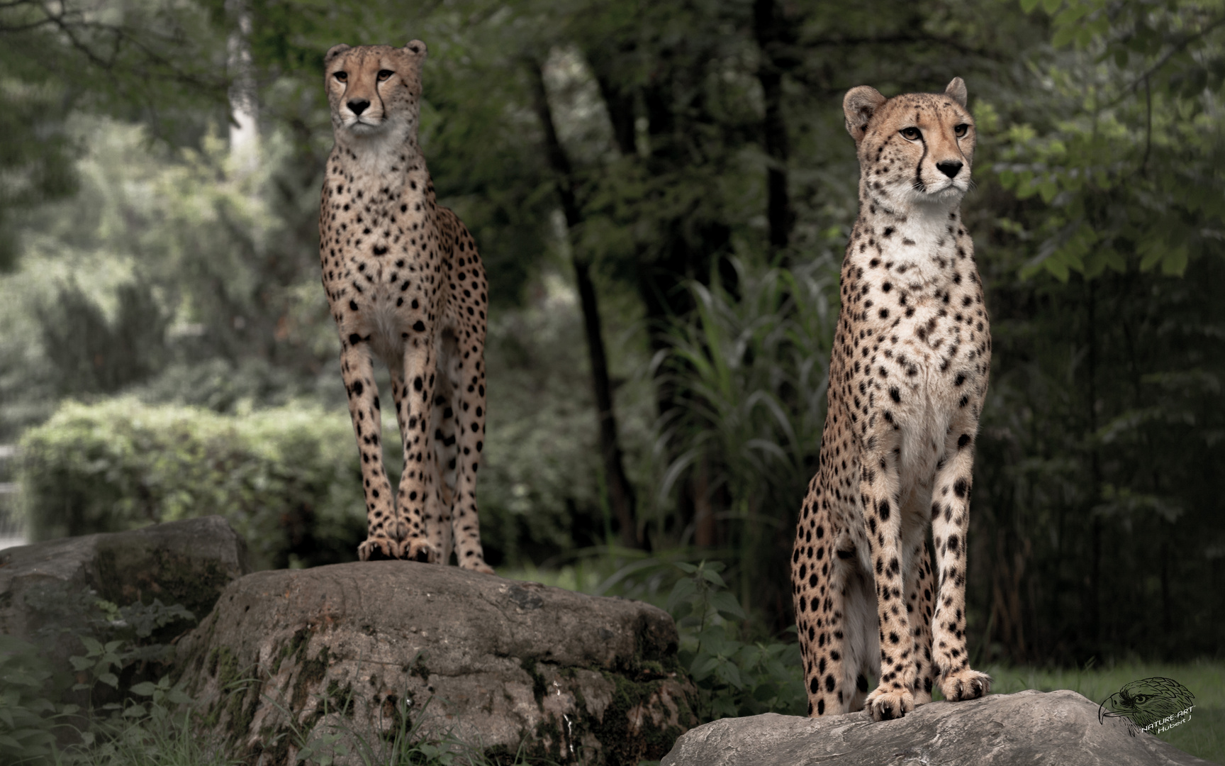 Gepard Acinonyx jubatus